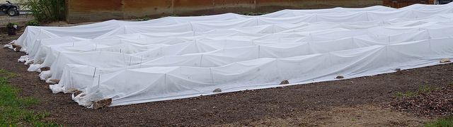 Row Covers