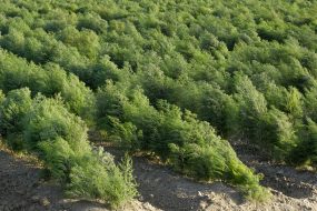 Asparagus Plants