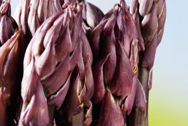Purple Asparagus
