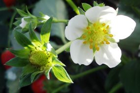 Strawberry Flower Chandler Plant