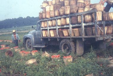 More Tomatoes for Campbells Soup