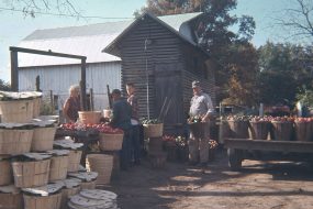 WB Sorting Peppers by Hand for Fresh