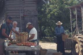 Sorting Tomatoes by Hand