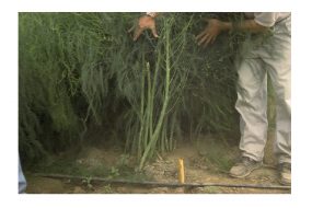 Asparagus Seed Ferns