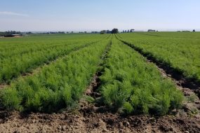 asparagus field