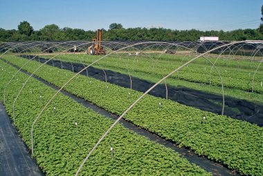 Strawberry Plug Nursery