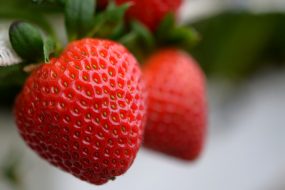 Sweet Charlie strawberries