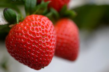 Sweet Charlie strawberries